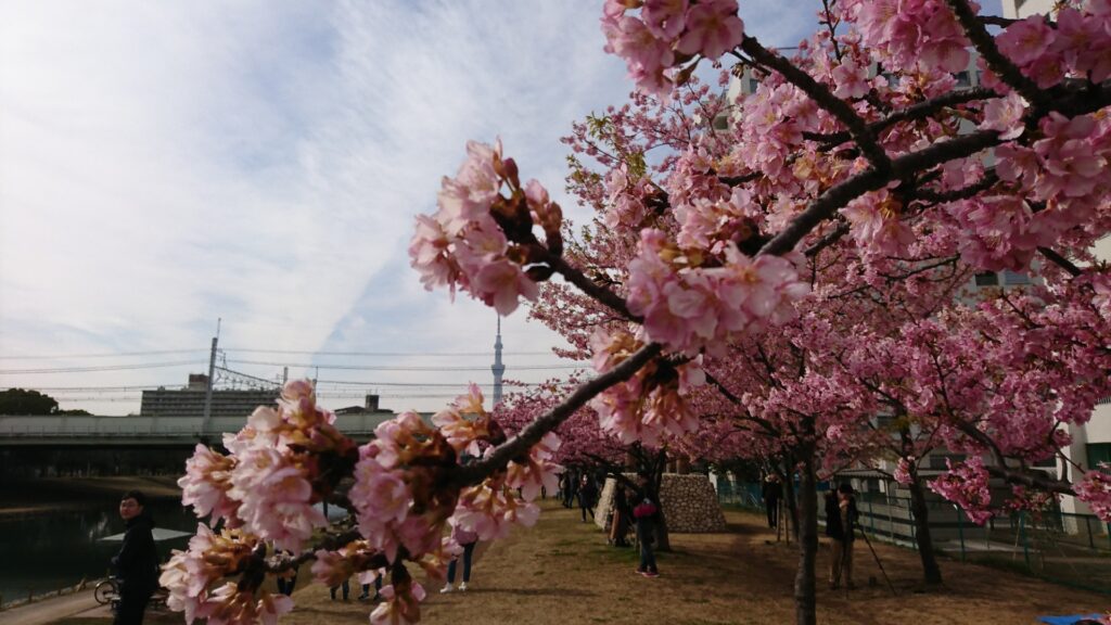 Primavera no Japão