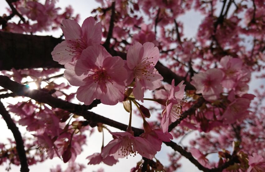 sakura