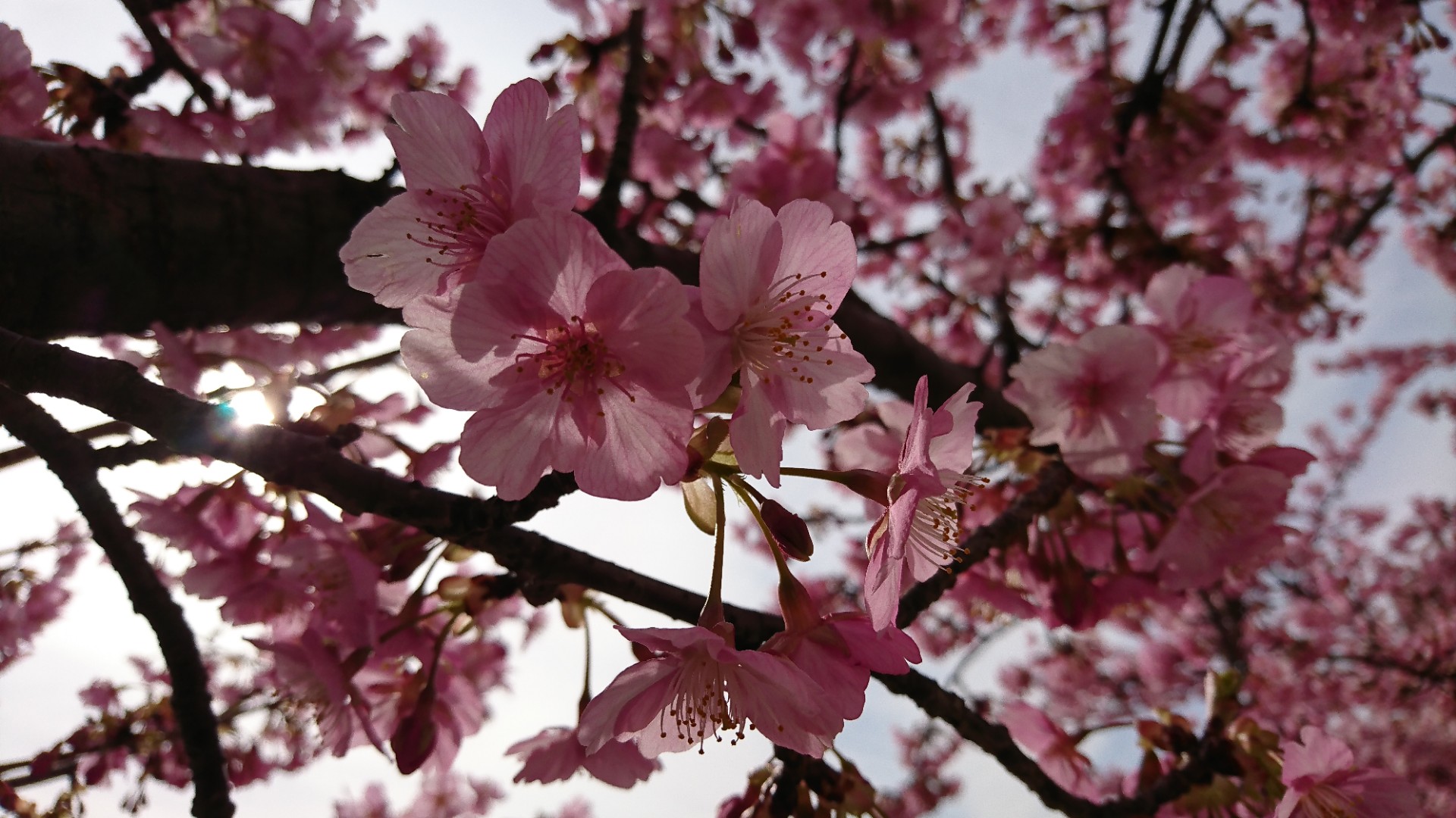 Curiosidades sobre a primavera no Japão