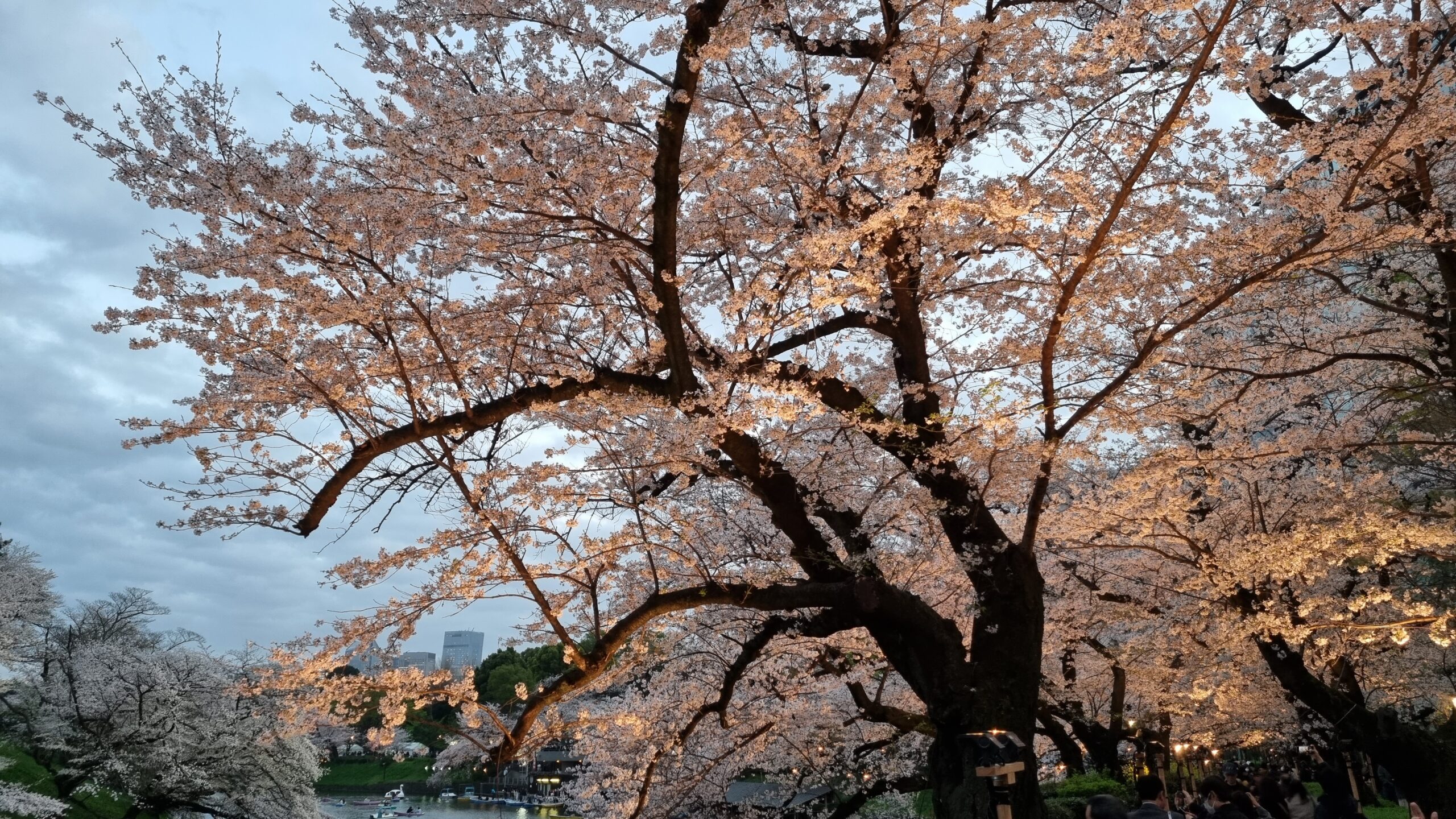 Palavras úteis para falar sobre a primavera no Japão