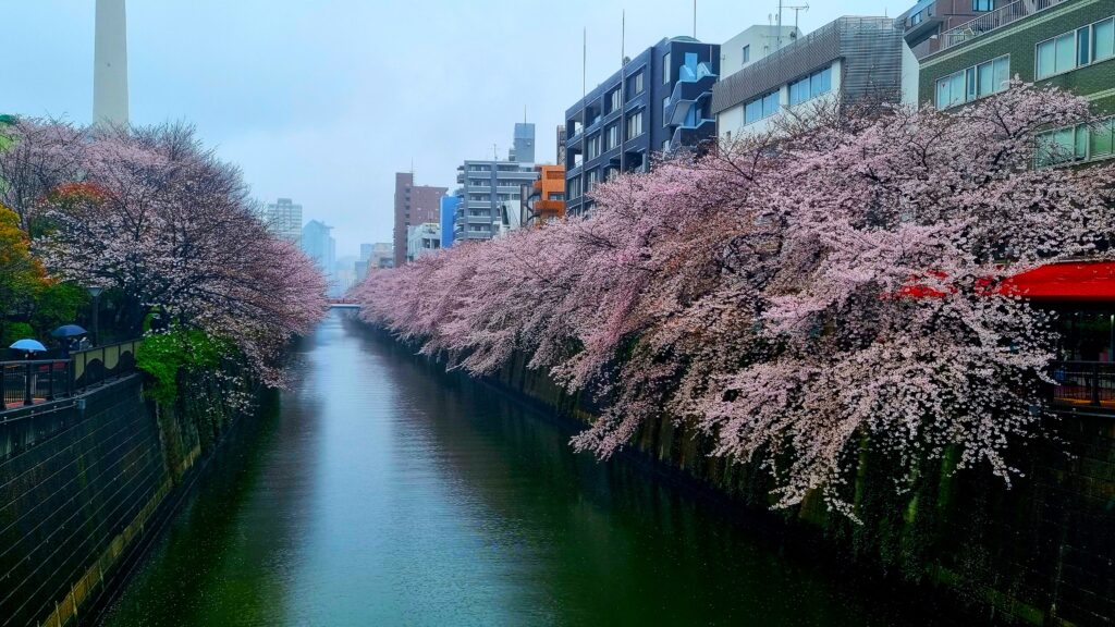 primavera em tóquio, japão