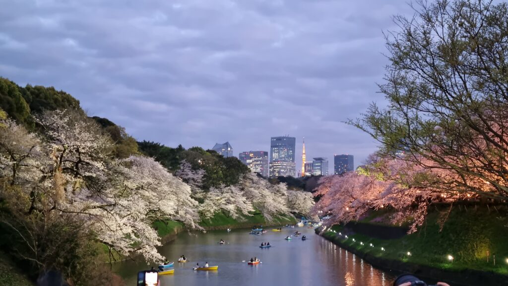 cerejeiras à noite, tóquio, japão